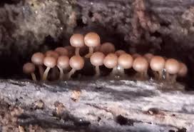 Attēlu rezultāti vaicājumam “Diderma floriforme macro”