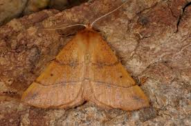 Attēlu rezultāti vaicājumam “Colotois pennaria”