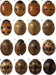 Attēlu rezultāti vaicājumam “Adalia decempunctata”