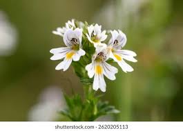 Attēlu rezultāti vaicājumam “Euphrasia”