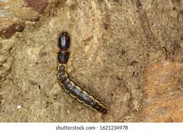 Attēlu rezultāti vaicājumam “Raphidioptera larva”