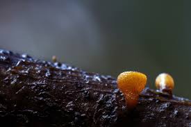 Attēlu rezultāti vaicājumam “Cudoniella clavus”