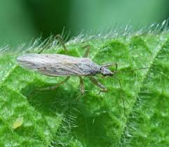 Attēlu rezultāti vaicājumam “Nabidae”