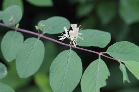 Attēlu rezultāti vaicājumam “Lonicera xylosteum bud”