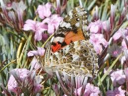 Attēlu rezultāti vaicājumam “Vanessa cardui underside”