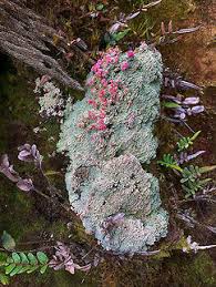 Attēlu rezultāti vaicājumam “Dibaeis baeomyces”