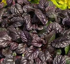 Attēlu rezultāti vaicājumam “Ajuga genevensis leaf”