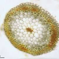 Attēlu rezultāti vaicājumam “Palustriella falcata”