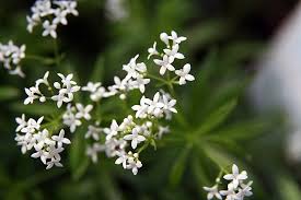Image result for Galium odoratum