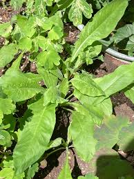 Attēlu rezultāti vaicājumam “Oenothera biennis leaf”