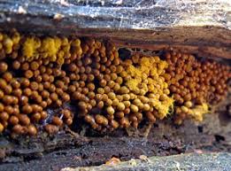 Attēlu rezultāti vaicājumam “Oligonema favogineum plasmodium”