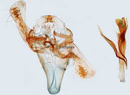 Attēlu rezultāti vaicājumam “Incurvaria oehlmanniella”