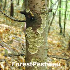 Attēlu rezultāti vaicājumam “Hymenochaete rubiginosa”