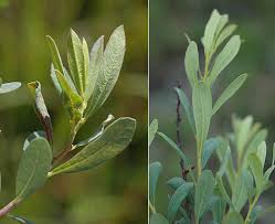 Attēlu rezultāti vaicājumam “Myrica gale male flower”