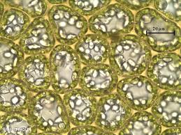 Attēlu rezultāti vaicājumam “Barbilophozia lycopodioides macro”