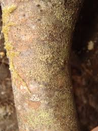 Attēlu rezultāti vaicājumam “Biatora sphaeroides”