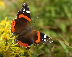 Attēlu rezultāti vaicājumam “Vanessa atalanta”