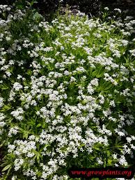Attēlu rezultāti vaicājumam “Galium schultesii flower”