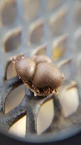 Attēlu rezultāti vaicājumam “Lycogala confusum spores”