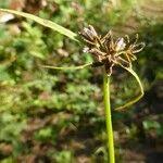 Attēlu rezultāti vaicājumam “Cyperus fuscus fruit”