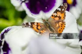 Attēlu rezultāti vaicājumam “Vanessa cardui”