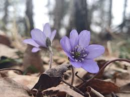 Attēlu rezultāti vaicājumam “Hepatica nobilis flower”