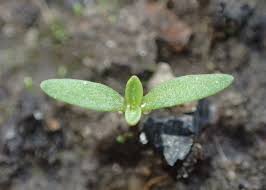 Attēlu rezultāti vaicājumam “Silene tatarica”