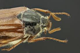 Attēlu rezultāti vaicājumam “Melolontha melolontha”