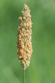 Attēlu rezultāti vaicājumam “Alopecurus pratensis flower”