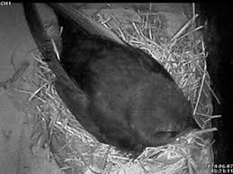 Image result for Bristol Swifts