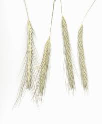 Image result for Secale cereale