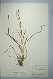 Attēlu rezultāti vaicājumam “Carex hostiana”