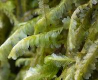 Attēlu rezultāti vaicājumam “Homalia trichomanoides”