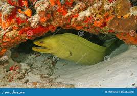 Image result for Gymnothorax funebris