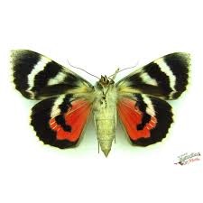 Attēlu rezultāti vaicājumam “Catocala nupta”