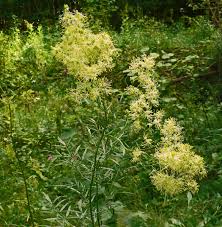 Attēlu rezultāti vaicājumam “Thalictrum lucidum”