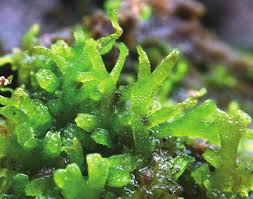 Attēlu rezultāti vaicājumam “Riccardia palmata”