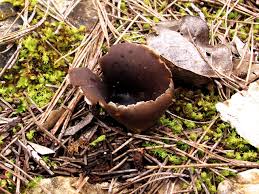 Attēlu rezultāti vaicājumam “Peziza badia”