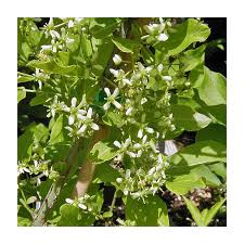 Attēlu rezultāti vaicājumam “Euonymus europaeus leaf”