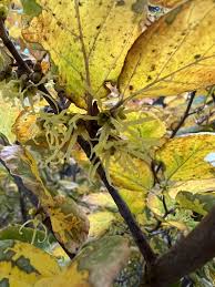 Attēlu rezultāti vaicājumam “Hamamelis virginiana leaf”