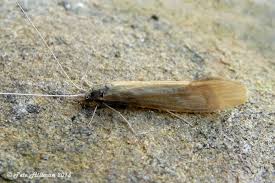 Attēlu rezultāti vaicājumam “Oecetis ochracea”