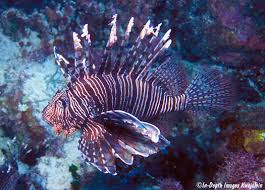 Image result for Pterois volitans