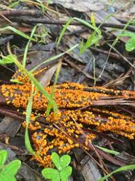 Attēlu rezultāti vaicājumam “Physaraceae”