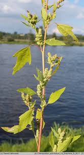 Attēlu rezultāti vaicājumam “Chenopodium acerifolium”