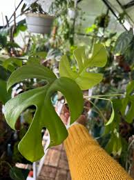 Image result for Alonsoa linearis