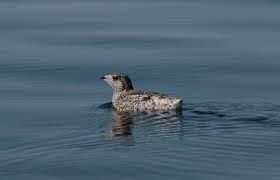 Image result for Brachyramphus perdix