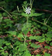 Attēlu rezultāti vaicājumam “Stellaria nemorum leaf”