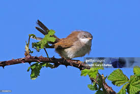 Attēlu rezultāti vaicājumam “Sylvia communis”