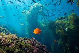 Image result for TAL Divers