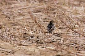 Image result for Anthus gustavi